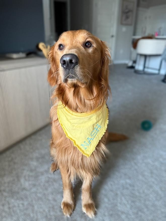 Custom Hand-Dyed Dog Bandana