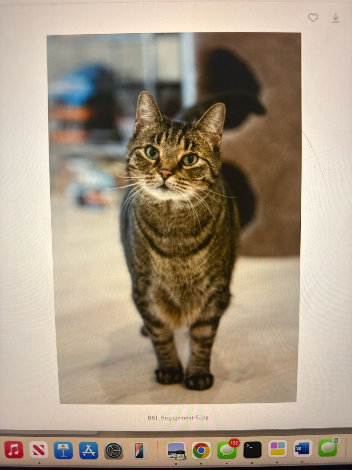 Custom Embroidered Pet Portrait with Name