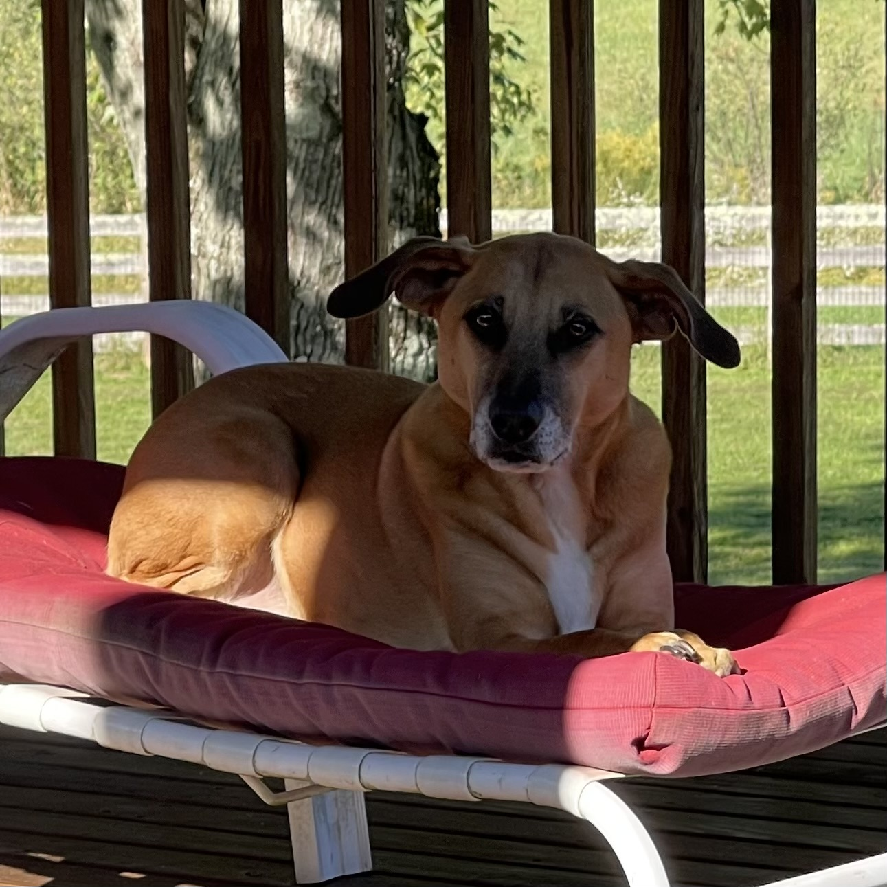 Custom Embroidered Pet Portrait with Name